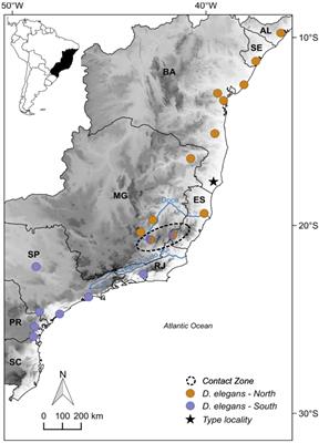 Deep Genomic Divergence and Phenotypic Admixture of the Treefrog Dendropsophus elegans (Hylidae: Amphibia) Coincide With Riverine Boundaries at the Brazilian Atlantic Forest